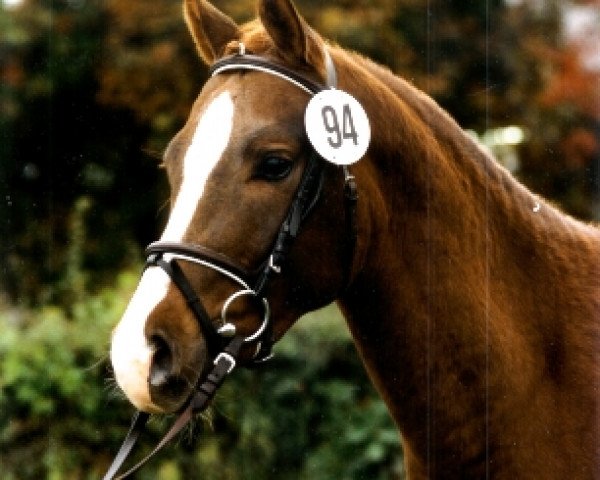 Pferd Molenhorn's Winston (Nederlands Welsh Ridepony, 1995, von Vita Nova's Golden Boris)