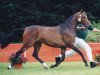 Zuchtstute Molenhorn's Wendy (Nederlands Welsh Ridepony, 1999, von Vita Nova's Golden Boris)