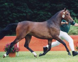 Zuchtstute Molenhorn's Wendy (Nederlands Welsh Ridepony, 1999, von Vita Nova's Golden Boris)