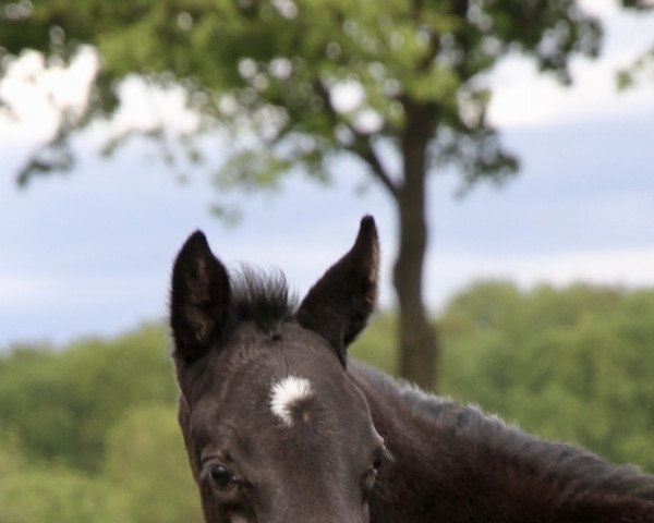 dressage horse Dreams come true SN (Hanoverian, 2021, from Don Nobless)