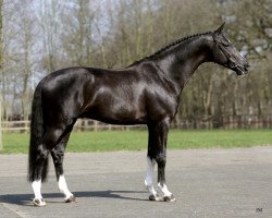 horse Ufo (KWPN (Royal Dutch Sporthorse), 2001, from Métall)