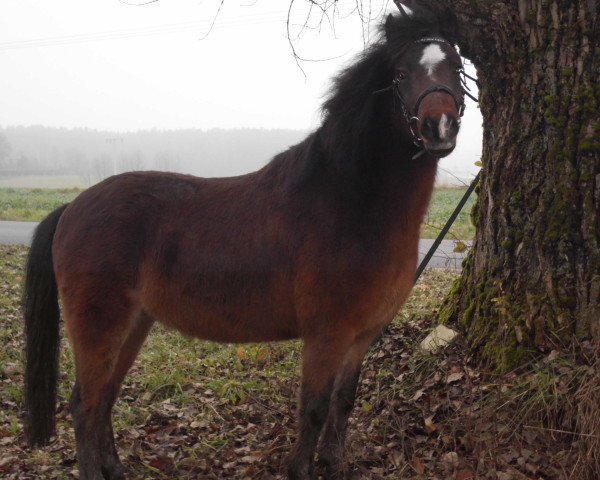 Pferd Nero (Dartmoor-Pony, 2009)