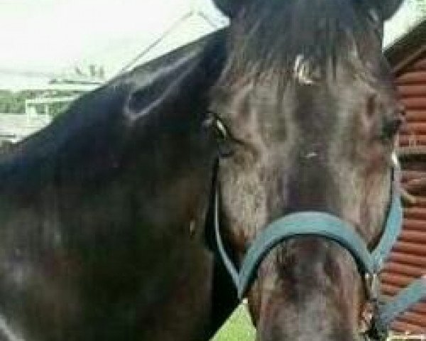 dressage horse Rubin Dancer (Oldenburg, 1999, from Rubin Magic)