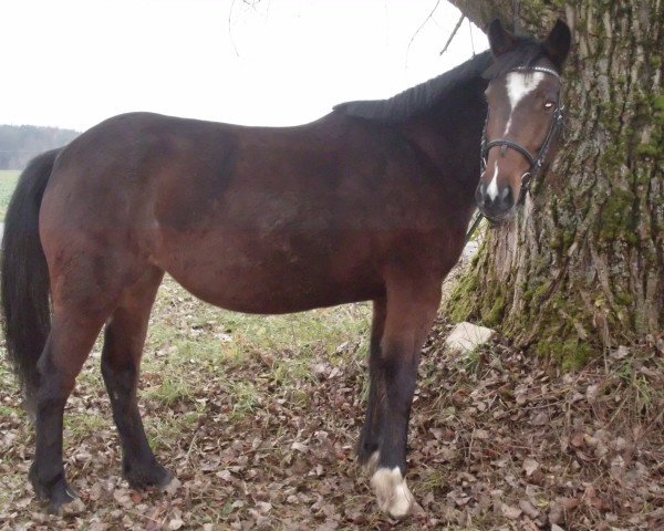 broodmare Diamont (Irish Sport Horse, 2002, from Diamond Hit)