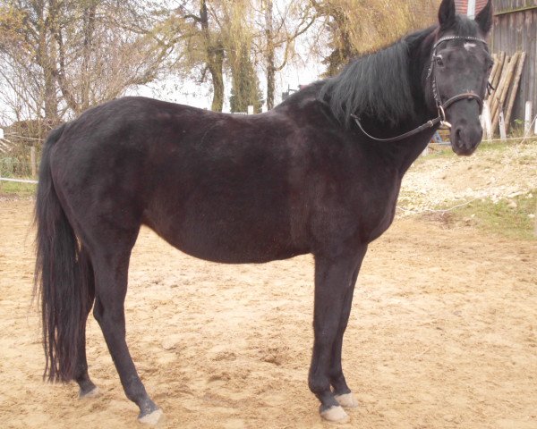 horse Black Gin (German Warmblood, 1998)