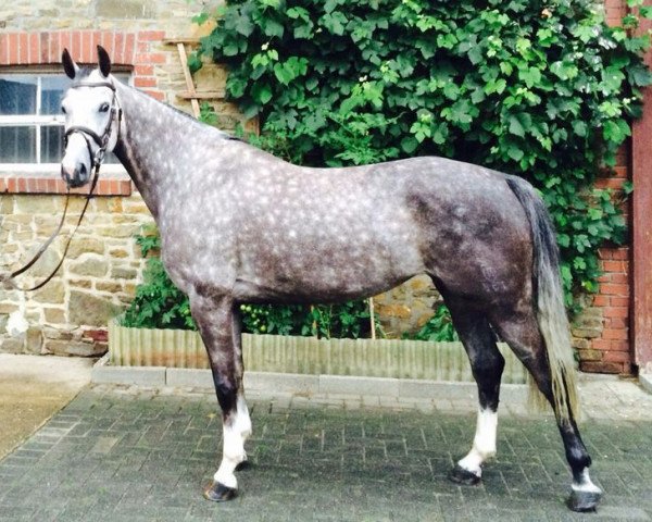 broodmare Cour de Celeste (Bavarian, 2009, from Coupe de Coeur 2)