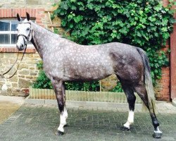 broodmare Cour de Celeste (Bavarian, 2009, from Coupe de Coeur 2)