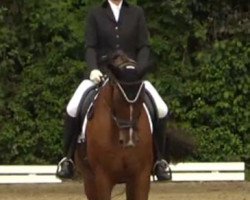 dressage horse Salinera 5 (Sachse, 1999, from Sanssouci)