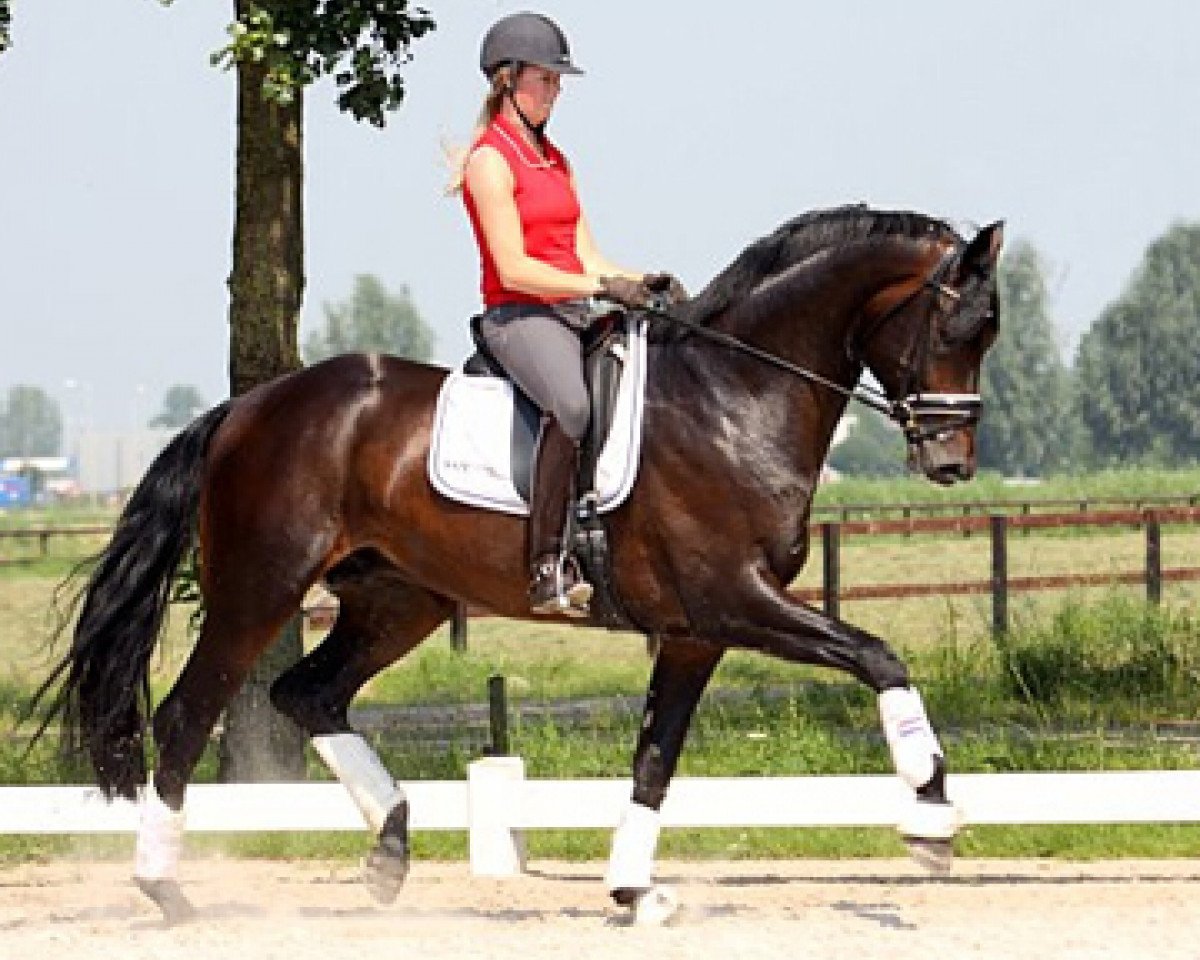 Deckhengst Davino V.O.D. (KWPN (Niederländisches Warmblut), 2008, von Hotline)