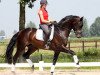 stallion Davino V.O.D. (KWPN (Royal Dutch Sporthorse), 2008, from Hotline)