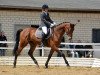 dressage horse Canter (German Sport Horse, 2009, from Canterbury)