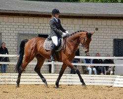 dressage horse Canter (German Sport Horse, 2009, from Canterbury)