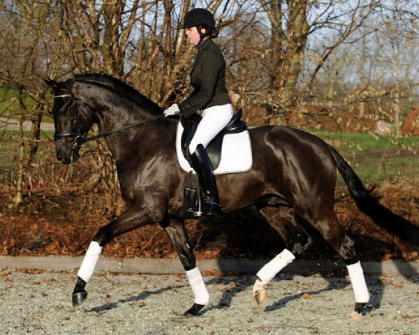 stallion Westpoint (KWPN (Royal Dutch Sporthorse), 2003, from Jazz)
