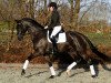 stallion Westpoint (KWPN (Royal Dutch Sporthorse), 2003, from Jazz)