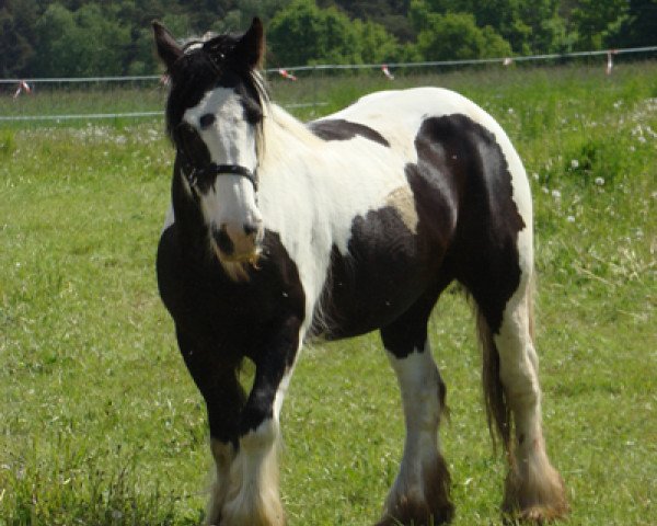 horse Shironima (Tinker / Irish Cob / Gypsy Vanner, 1999)