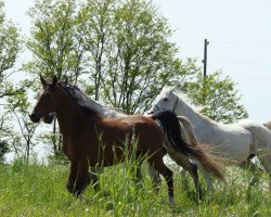 broodmare Polana (Arabian thoroughbred, 1997, from Czako ox)