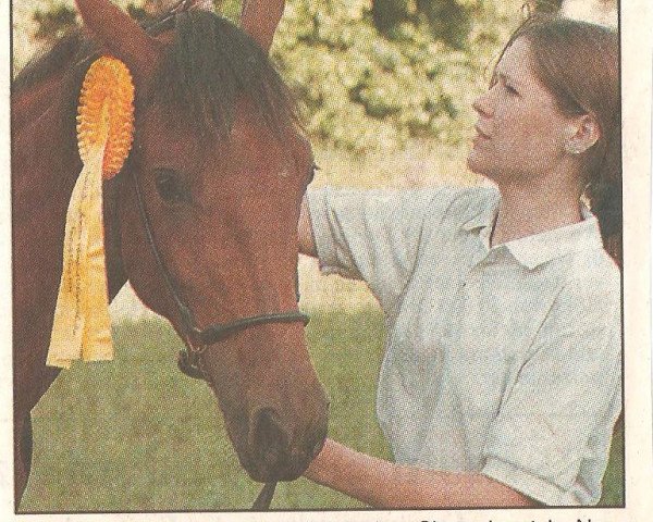 horse Fantasia AA (Anglo-Arabs, 1997, from Veritas AA)