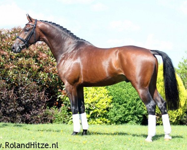 stallion Carlton Hill VDL 1248 (KWPN (Royal Dutch Sporthorse), 2007, from Uphill)