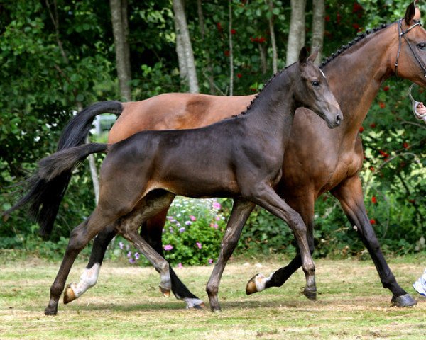Pferd Gardadena (Koninklijk Warmbloed Paardenstamboek Nederland (KWPN), 2011, von Carlton Hill VDL 1248)