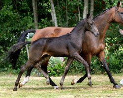 horse Gardadena (KWPN (Royal Dutch Sporthorse), 2011, from Carlton Hill VDL 1248)