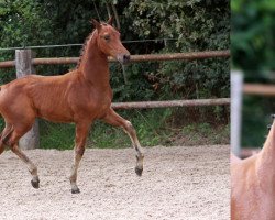 dressage horse Hastadena (KWPN (Royal Dutch Sporthorse), 2012, from Chippendale)