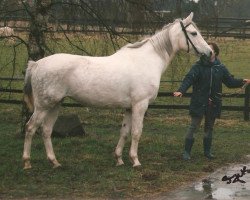 broodmare Pretty girl AA (Anglo-Arabs, 1983, from Gadar ShA (ex Ibrahim))