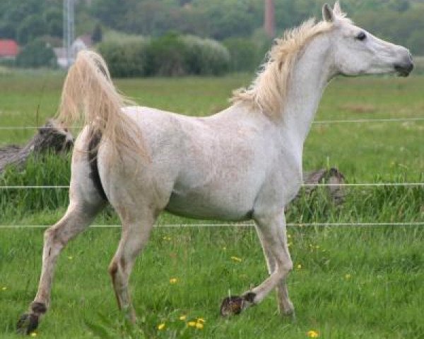 broodmare Falina ox (Arabian thoroughbred, 1992, from Galdos ben Mors 1977 ox)