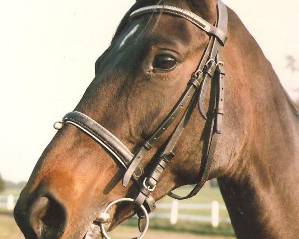 stallion Kenito AA (Anglo-Arabs, 1974, from Nikito x)