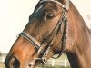 stallion Kenito AA (Anglo-Arabs, 1974, from Nikito x)