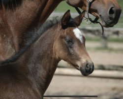 horse Raya (Hanoverian, 2021, from Rotspon)