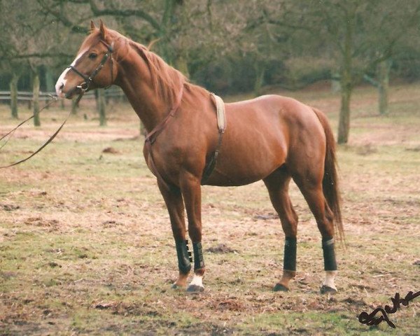 stallion Filou AA (Anglo-Arabs, 1984, from Inschallah AA)