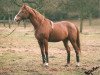 stallion Filou AA (Anglo-Arabs, 1984, from Inschallah AA)