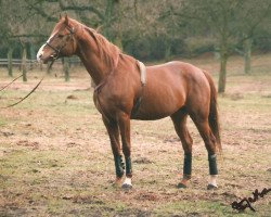 stallion Filou AA (Anglo-Arabs, 1984, from Inschallah AA)