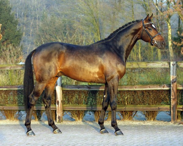 stallion Londondance (Hanoverian, 2005, from Lauries Crusador xx)