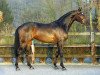 stallion Londondance (Hanoverian, 2005, from Lauries Crusador xx)