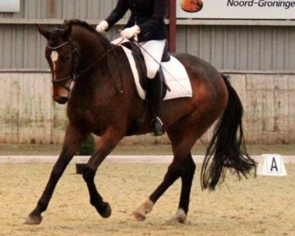 horse Elsadena (KWPN (Royal Dutch Sporthorse), 2009, from Londondance)