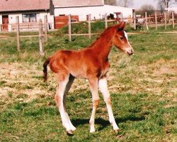 broodmare Fatana AA (Anglo-Arabs, 1991, from Filou AA)