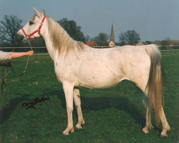 broodmare Fawziwa ox (Arabian thoroughbred, 1979, from Ahmal ox)