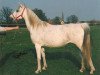 broodmare Fawziwa ox (Arabian thoroughbred, 1979, from Ahmal ox)