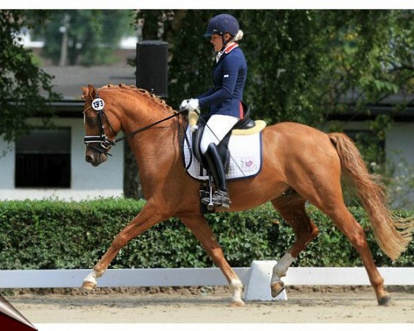 dressage horse Nusstraum (German Riding Pony, 2010, from Heidbergs Nancho Nova)