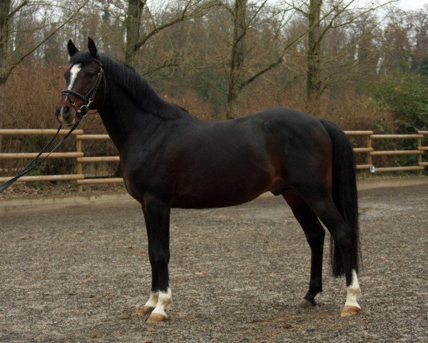 stallion Marlon 163 (German Riding Pony, 1999)