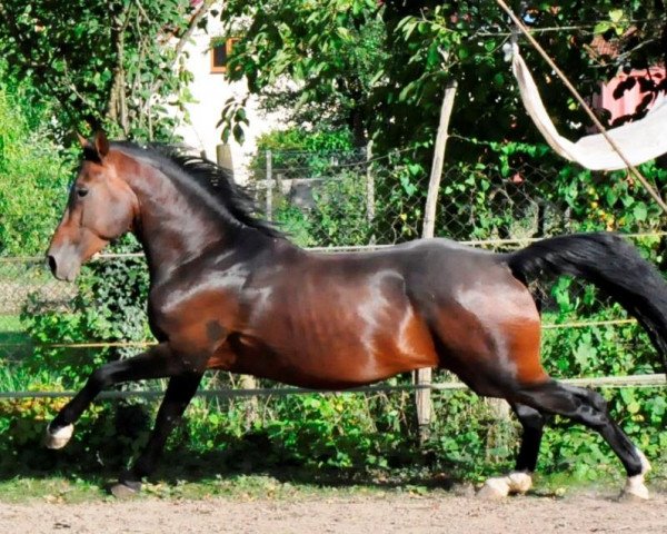 jumper Big Marlon (Oldenburg show jumper, 2009, from Marlon 163)