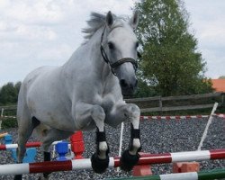 broodmare Kosima XVIII (Trakehner, 1995, from Bormio xx)