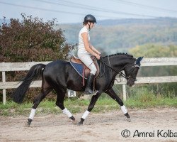 dressage horse Black Marlon (Deutsches Reitpony, 2008, from Marlon 163)