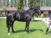 dressage horse Robin 616 (Bavarian, 2002, from Rubin Royal OLD)