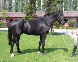 dressage horse Robin 616 (Bayer, 2002, from Rubin Royal OLD)