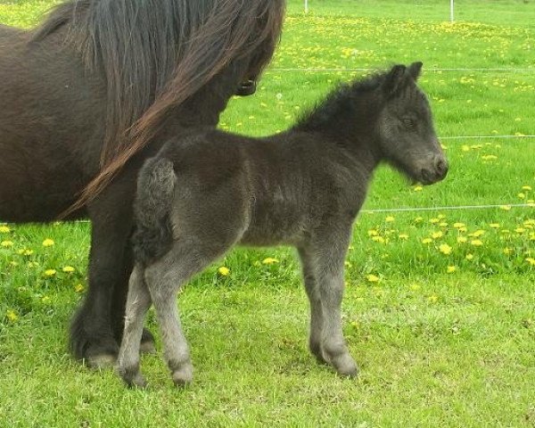 horse Diamond van stal 't Gasselaar (Shetland Pony, 2010, from Fedor van de Lindenhoeve)