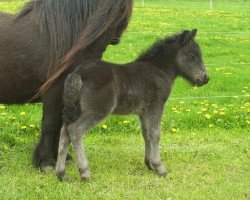 Pferd Diamond van stal 't Gasselaar (Shetland Pony, 2010, von Fedor van de Lindenhoeve)