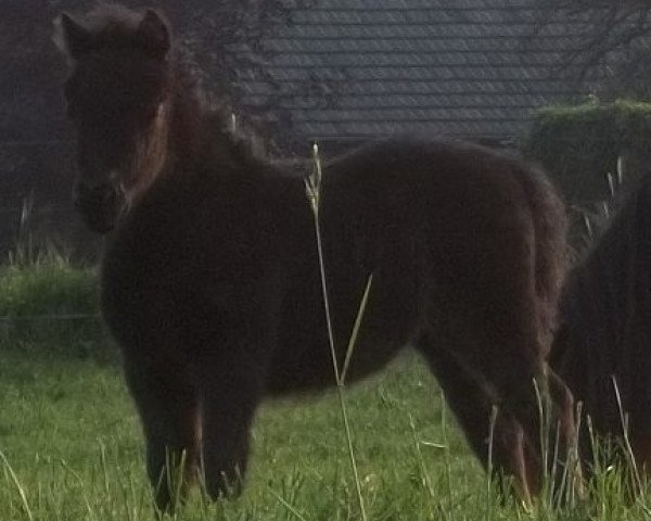 Pferd Emyrjana van stal 't Gasselaar (Shetland Pony, 2011, von Levi van de Schaapshoeve)