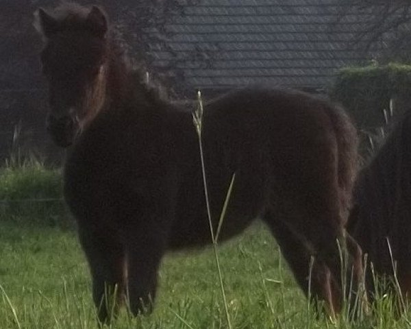 horse Emyrjana van stal 't Gasselaar (Shetland Pony, 2011, from Levi van de Schaapshoeve)